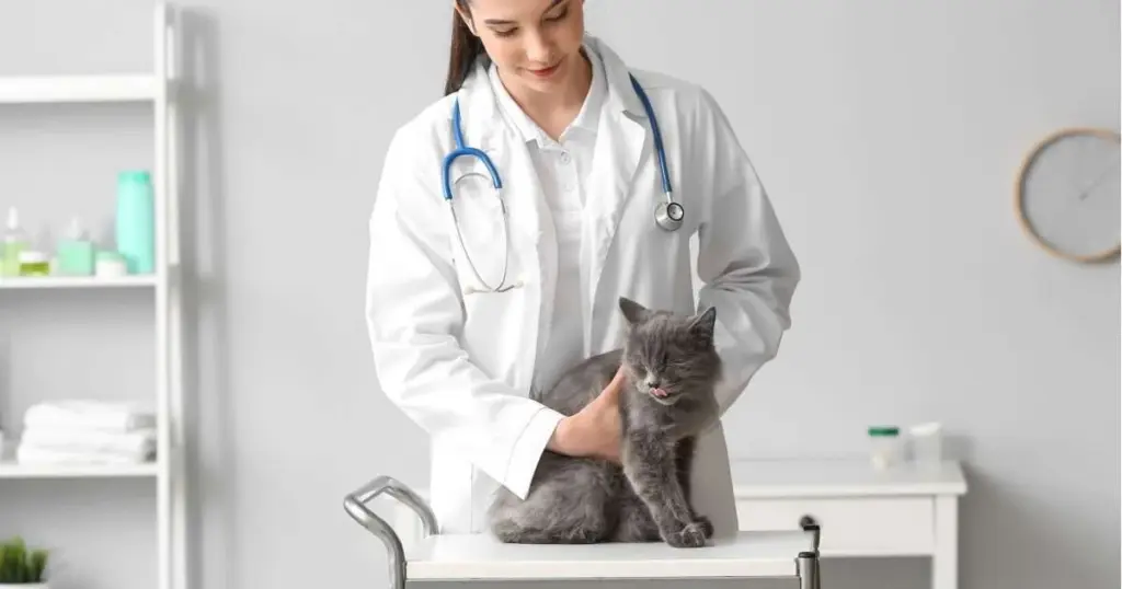 5 señales silenciosas de que los riñones de tu gato te están pidiendo ayuda