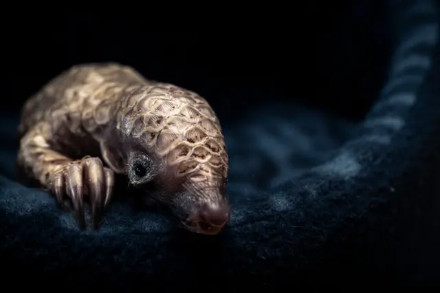 Un pequeño pangolín se acurruca sobre una manta oscura y suave, con sus escamas pálidas y superpuestas reflejando la tenue luz. Su pequeño hocico apunta hacia abajo y una de sus diminutas patas delanteras, provista de garras, se extiende hacia delante, lo que le da un aspecto frágil y somnoliento sobre el fondo oscuro.