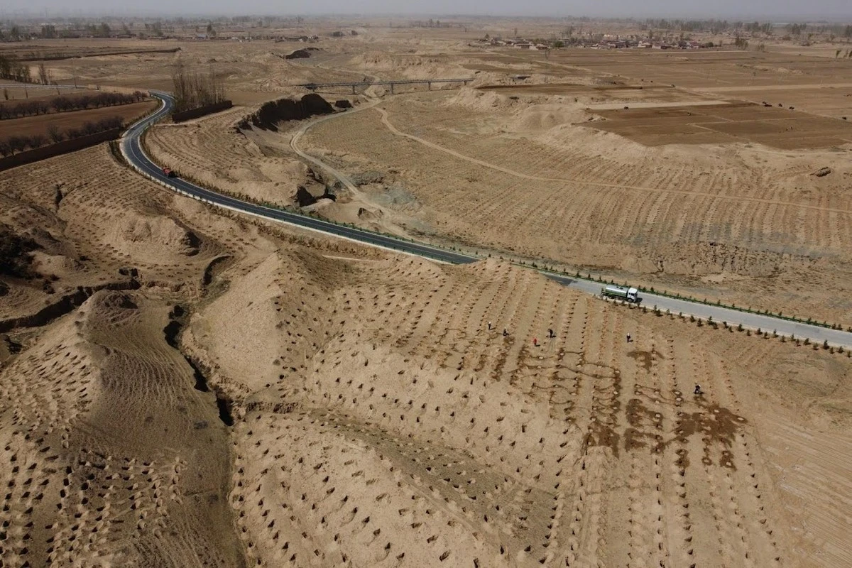 66 mil millones de árboles transformaron un desierto chino en un sumidero de carbono: el plan que asombra al mundo - image 1