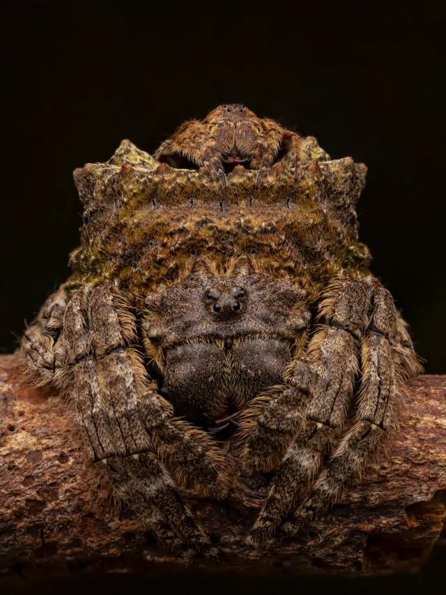 Una araña de textura rugosa, similar a la corteza, permanece inmóvil sobre una rama. Su cuerpo se mimetiza perfectamente con la madera, lo que hace difícil distinguir dónde termina la araña y dónde empieza la corteza.
