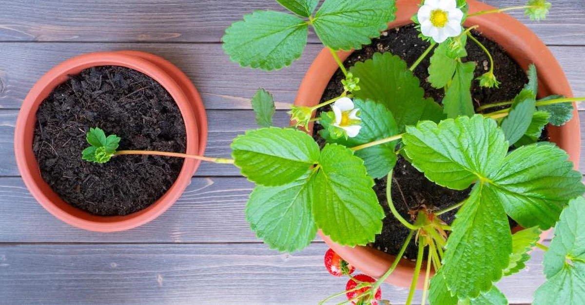 6 claves para que tus fresas en maceta crezcan jugosas y dulces en casa - image 1