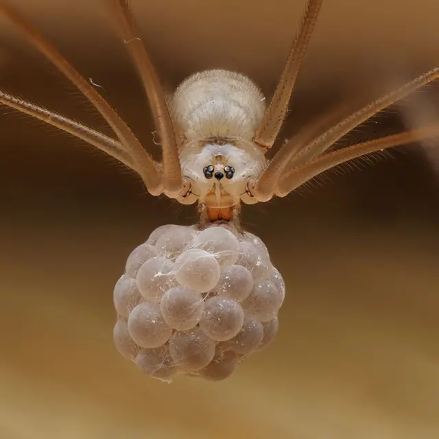 Una araña pálida y de patas largas cuelga boca abajo, sosteniendo un apretado racimo de huevos redondos debajo de su cuerpo. El fondo, de tonos cálidos y ligeramente desenfocado, resalta las delicadas patas y el racimo de huevos.
