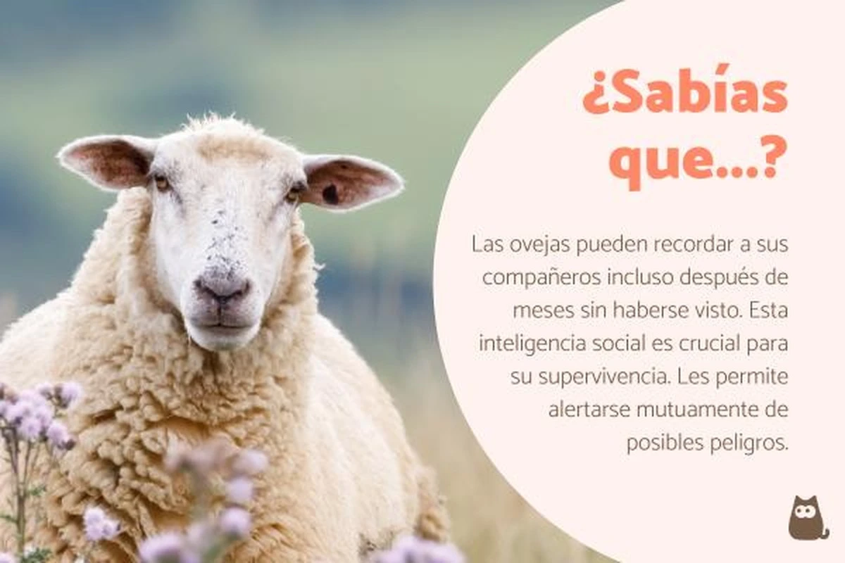 7 sorprendentes curiosidades sobre las ovejas que te harán verlas con otros ojos - image 1