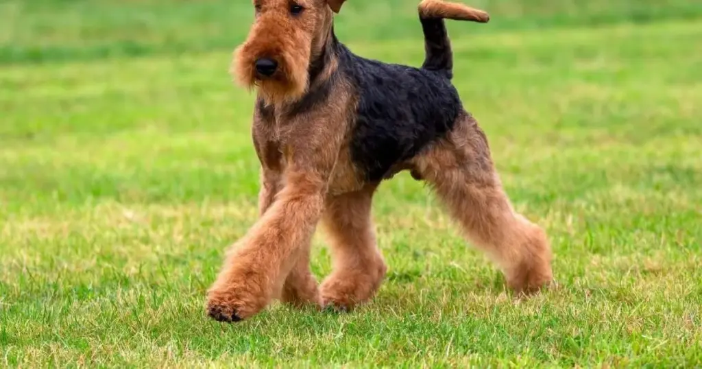7 terriers cargados de energía: ¿cuál se adapta a tu vida activa?