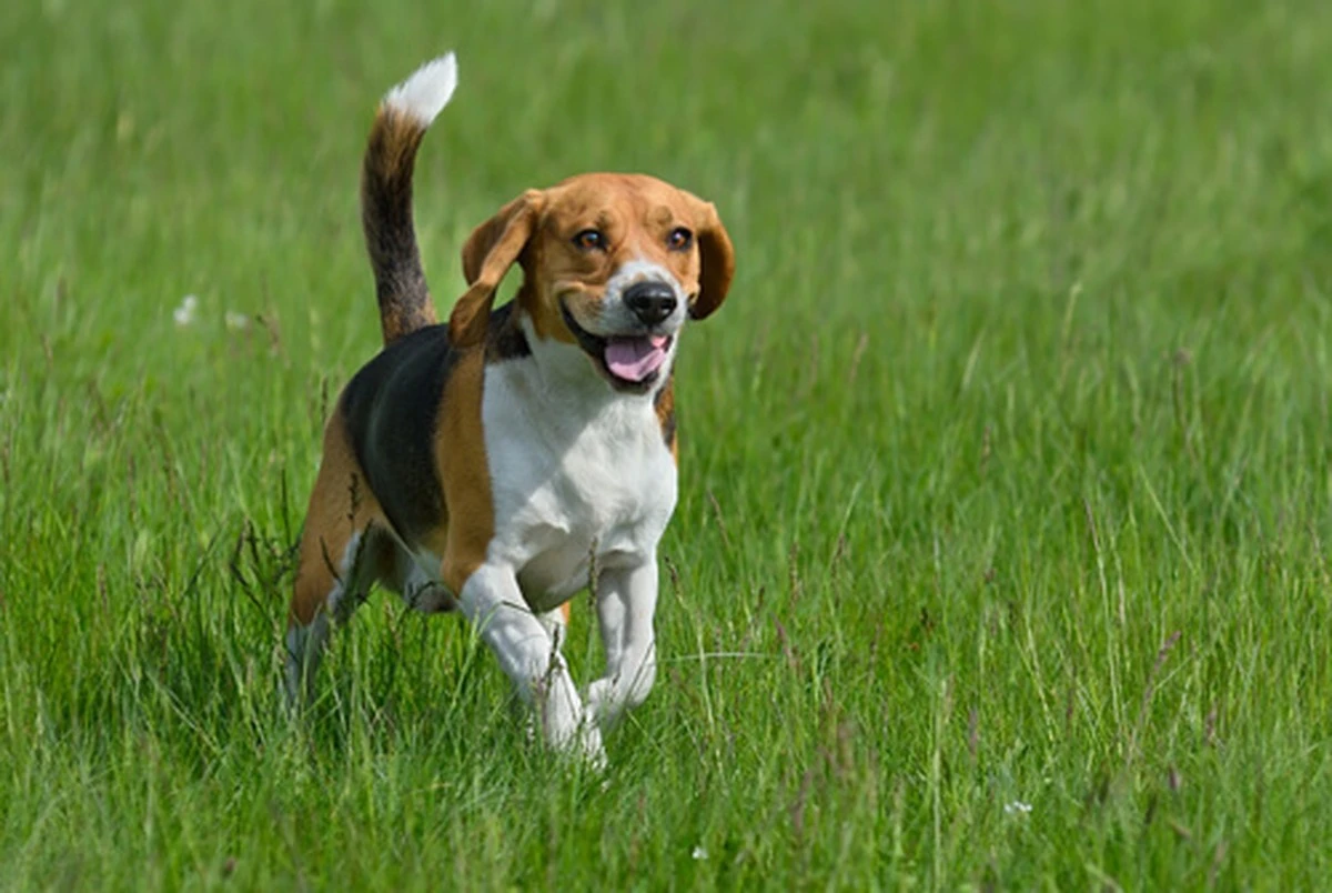 7 terriers cargados de energía: ¿cuál se adapta a tu vida activa? - image 1