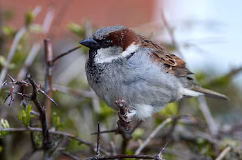 Ejemplar de gorrión común. (Hobbyfotowiki/Wikimedia
