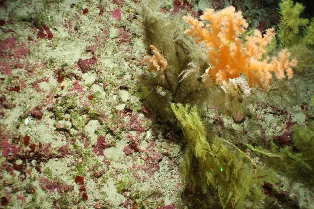 Coral mesofótico en las Islas Turcas y Caicos