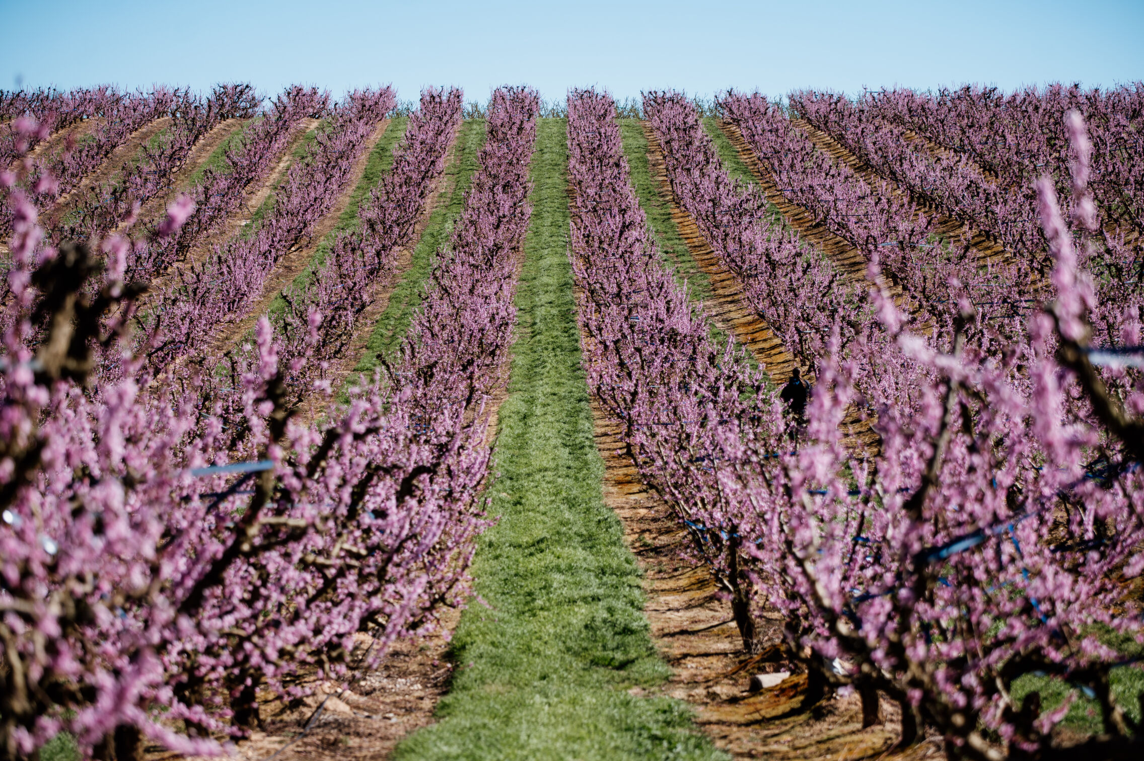 Foto: Floración de melocotoneros en este pueblo de Lleida. (Europa Press)
