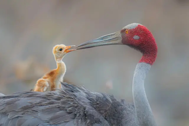 Una grulla adulta de cabeza roja se inclina hacia un polluelo pequeño y peludo que se acurruca contra su cuerpo. Sus picos casi se tocan, creando un momento íntimo sobre un fondo suavemente difuminado.