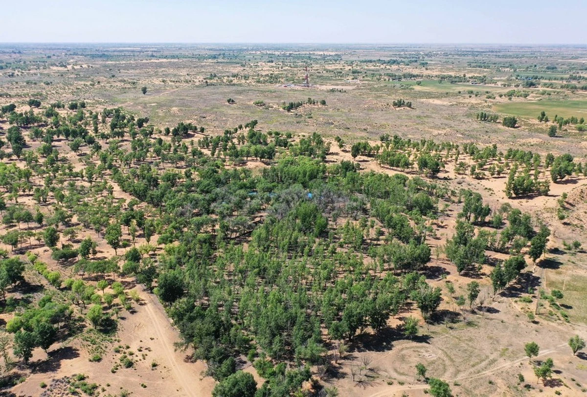 8 millones de árboles en Región de Kazajistán Occidental: el plan del Instituto de Botánica y Fitointroducción contra el calor - image 1