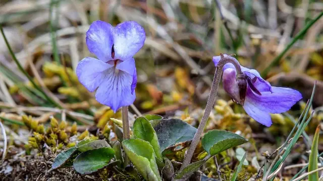 Violeta de Teesdale. La pequeña flor que crece entre el pasto tiene cinco pétales de color violeta con el centro blanco. 