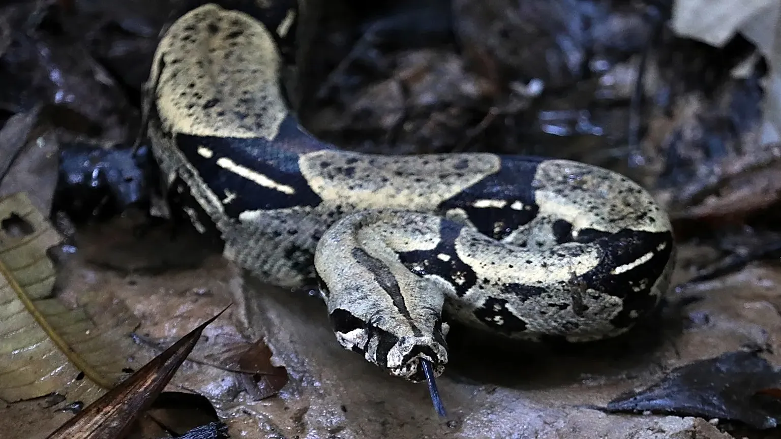 A boa constrictor moves away after being freed by environmental authorities at a natural reserve in Leticia, 5 September, 2019