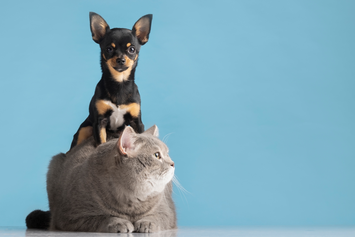 Perro junto a un gato.