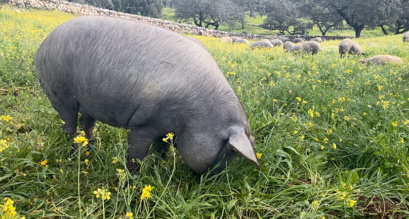100% Iberian pork from a pasture-raised herd