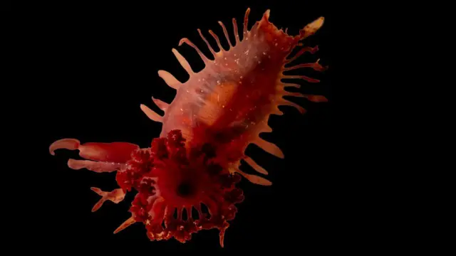 Primer plano de la vida del mar rojo