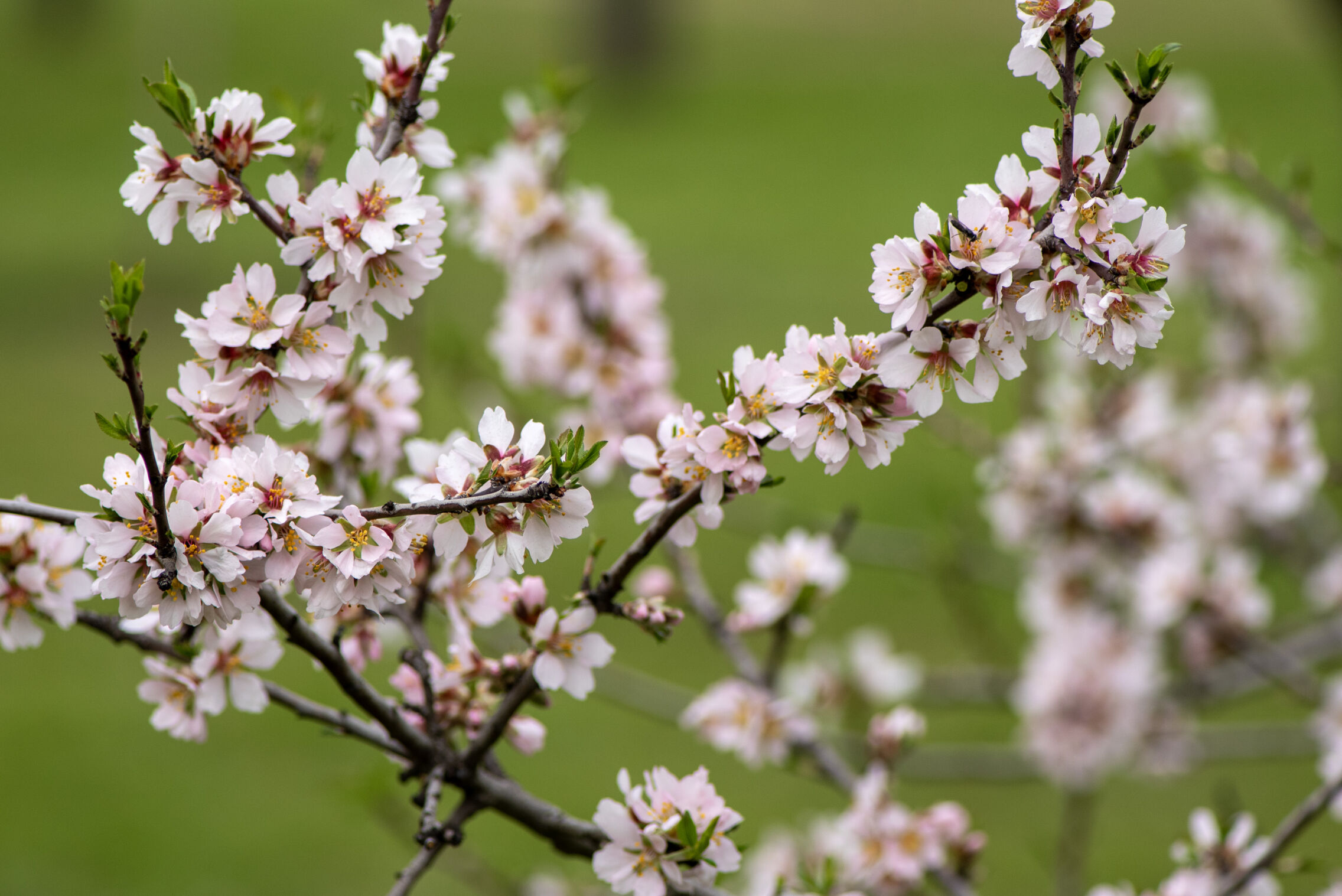 Foto: Almendros en flor en una imagen de archivo. (Europa Press/Gabri Solera)