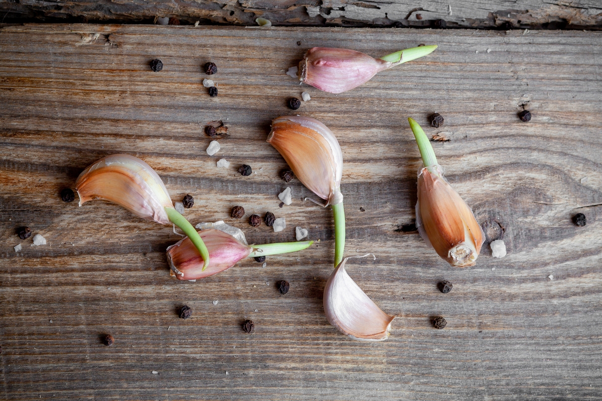 Ajos con brotes germinados (Freepik)
