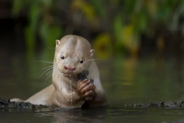 Una nutria de pelaje claro, casi color crema, se encuentra de pie en aguas poco profundas, sosteniendo un pez entre sus patas delanteras. Las gotas de agua resbalan por su pelaje mientras mira hacia delante, rodeada de una vegetación verde y difusa.