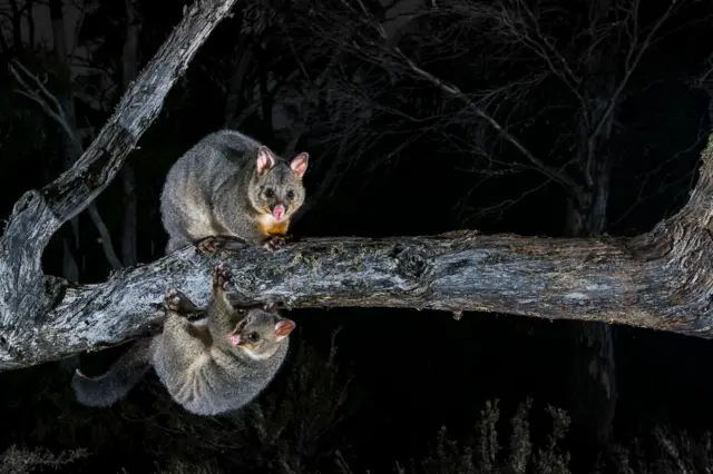 Una zarigüeya adulta se encuentra de pie sobre una rama horizontal de un árbol por la noche, mientras que una cría más pequeña cuelga boca abajo debajo de ella. El fondo oscuro aísla a la pareja, iluminada por un flash que resalta su pelaje y sus ojos.