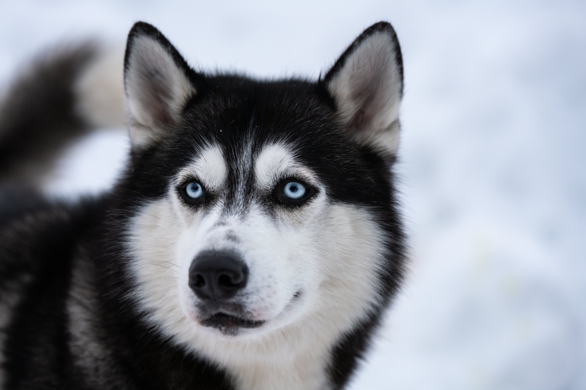 Husky siberiano, perro siberiano