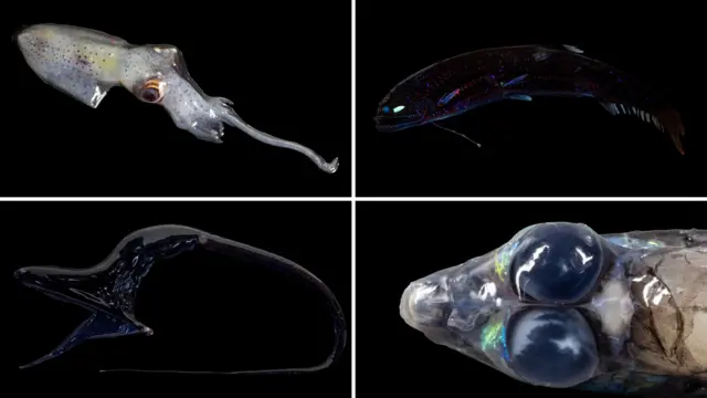 Fotografías de cerca de algunas de las especies encontradas.