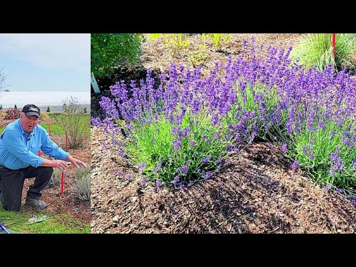 Abona tu Lavanda en marzo con cáscaras de huevo para neutralizar el pH - image 1