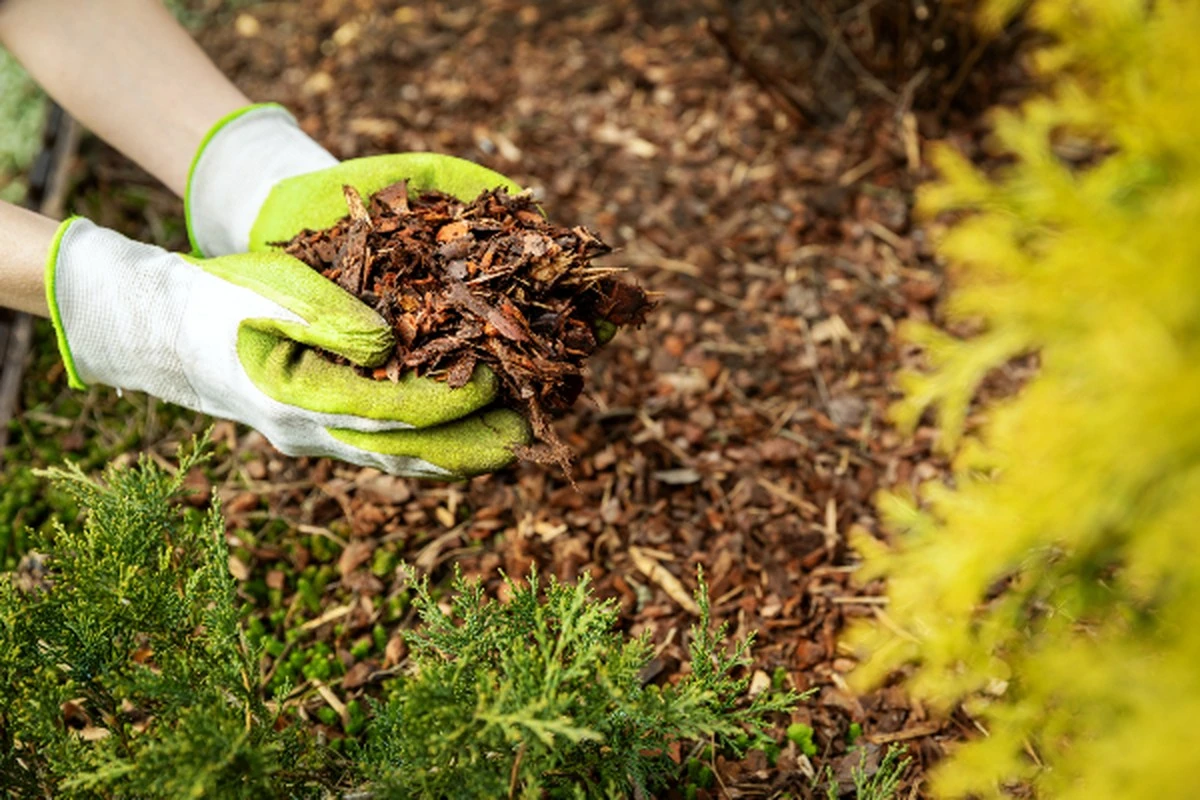 Acolchado (agricultura) en Primavera: el truco para regar un 70% menos - image 1