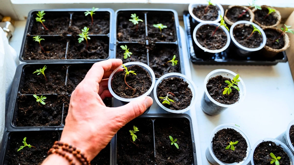 Adiós a comprar plantas de interior: el truco del Coleus para un oasis en 10 días - image 1