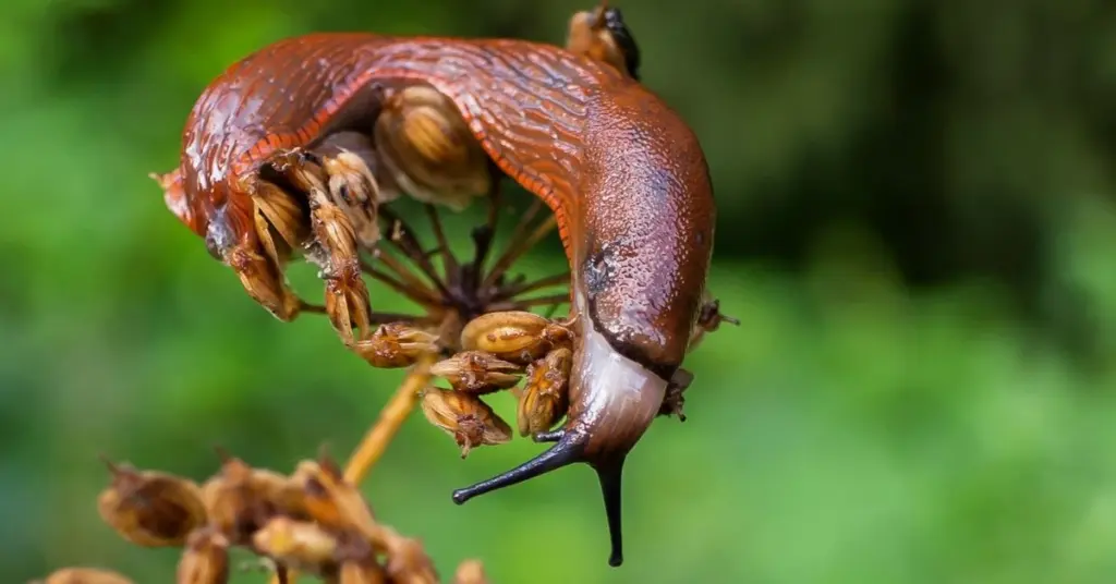 Adiós a la Babosa: el truco infalible para frenar a la Babosa española (Arion vulgaris)