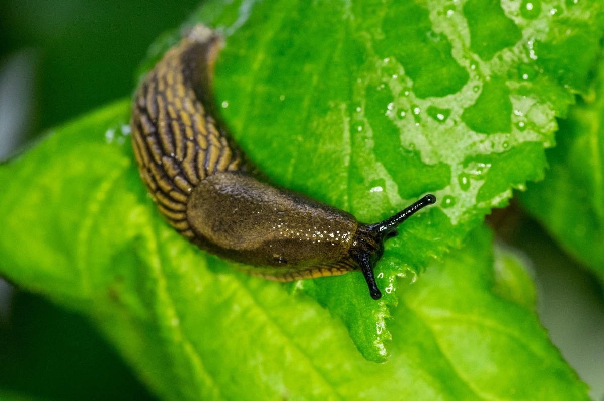 Adiós a la Babosa: el truco infalible para frenar a la Babosa española (Arion vulgaris) - image 1