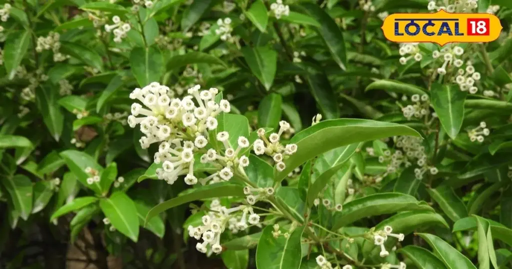 Adiós a la Dama de noche: el Jazmín de día que perfuma tu jardín bajo el sol
