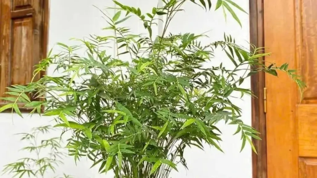 Adiós a la escasez: dónde ubicar tu Planta de dinero según el Feng Shui