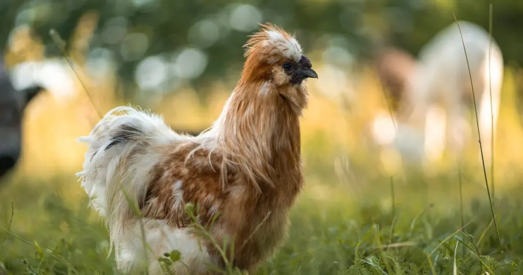 Adiós a la Ixodida: por qué la Gallus gallus domesticus (Silkie) es el secreto para tu jardín