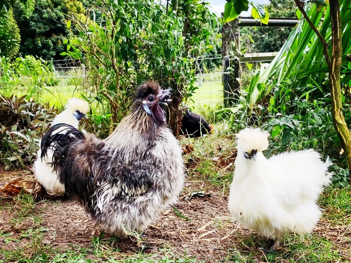 Adiós a la Ixodida: por qué la Gallus gallus domesticus (Silkie) es el secreto para tu jardín - image 1