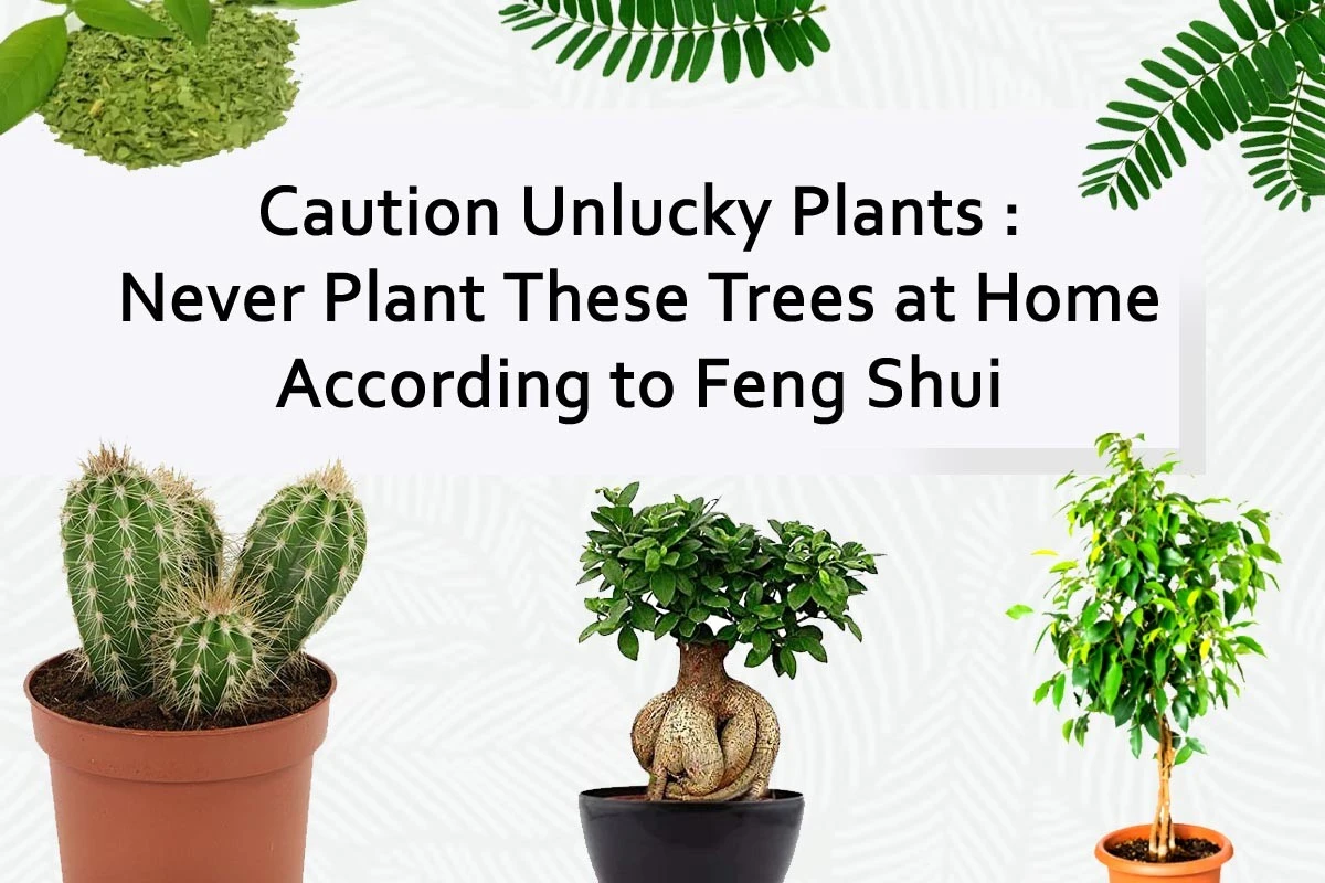 Adiós a la mala suerte: 5 plantas de interior que el Feng Shui prohíbe en 2026 - image 1