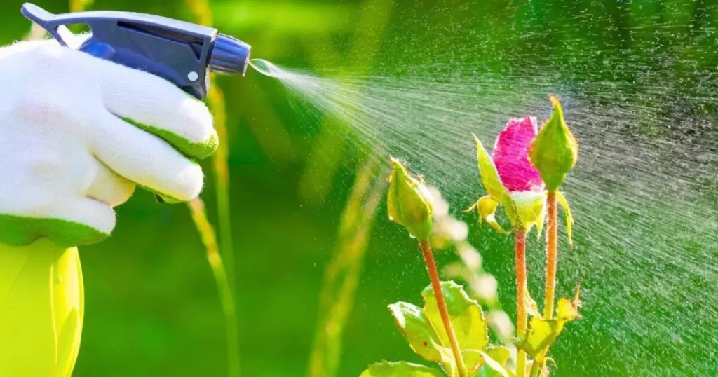 Adiós a la Mancha negra en tus Rosas: el truco de 1 ingrediente que ya tienes