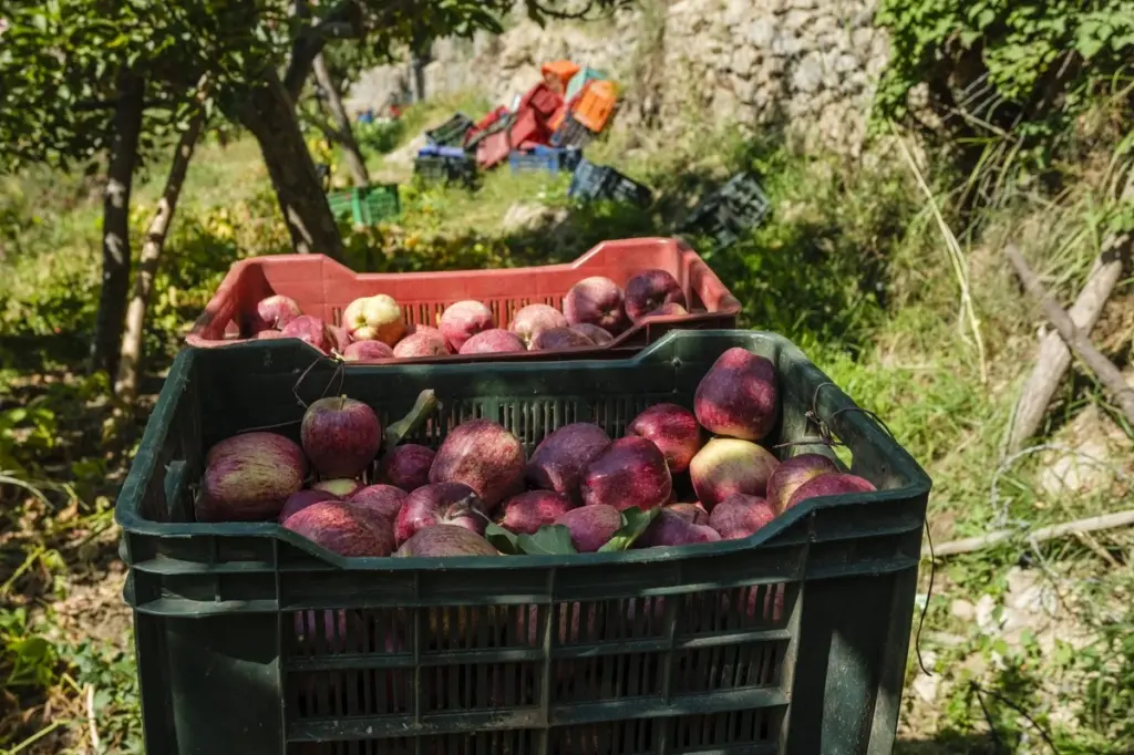 Adiós a la Moniliasis: protege tus frutales a 5°C con Horus (fungicida)