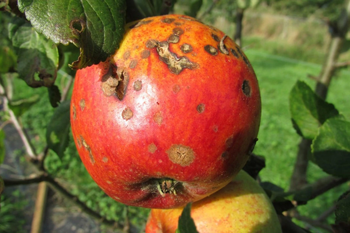 Adiós a la Moniliasis: protege tus frutales a 5°C con Horus (fungicida) - image 1