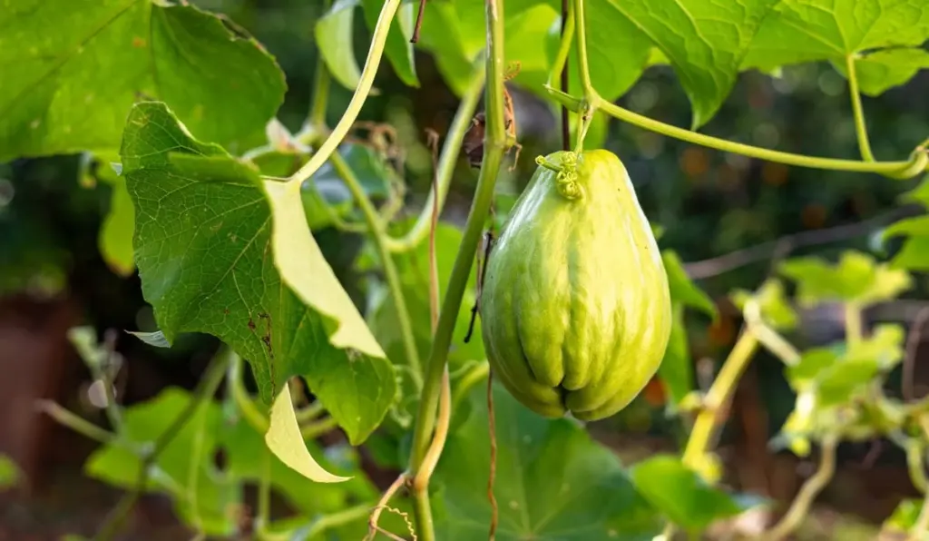 Adiós a la patata: el Chayote de familia Cucurbitaceae que da 100 kilos