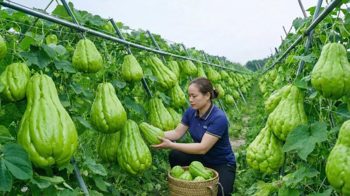 Adiós a la patata: el Chayote de familia Cucurbitaceae que da 100 kilos - image 1