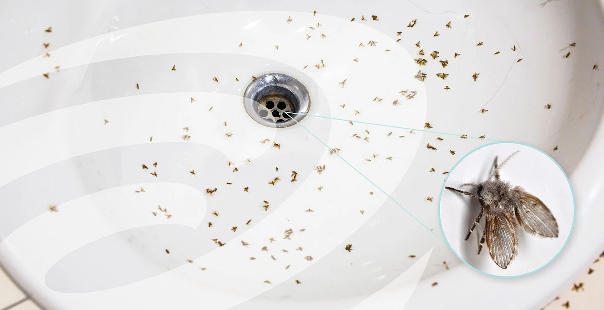 Adiós a la Psychodidae: el truco de los 200g para limpiar tu drenaje - image 1