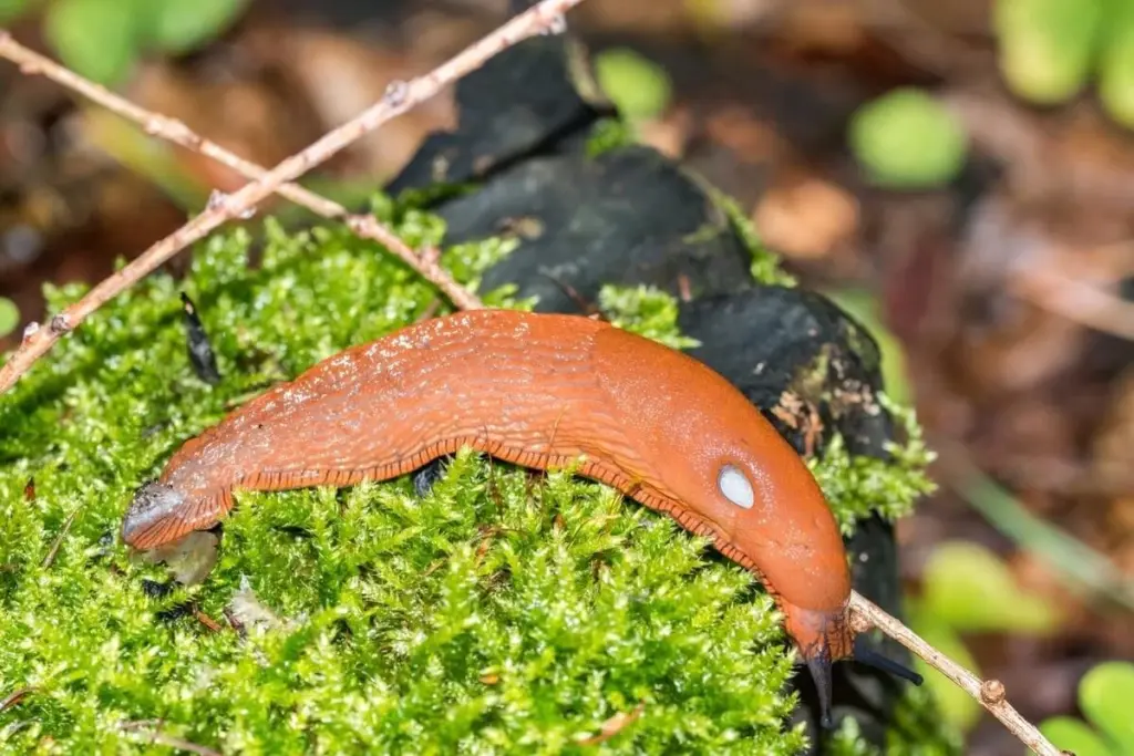 Adiós a las Babosas: el uso del Fosfato de hierro para un jardín sano
