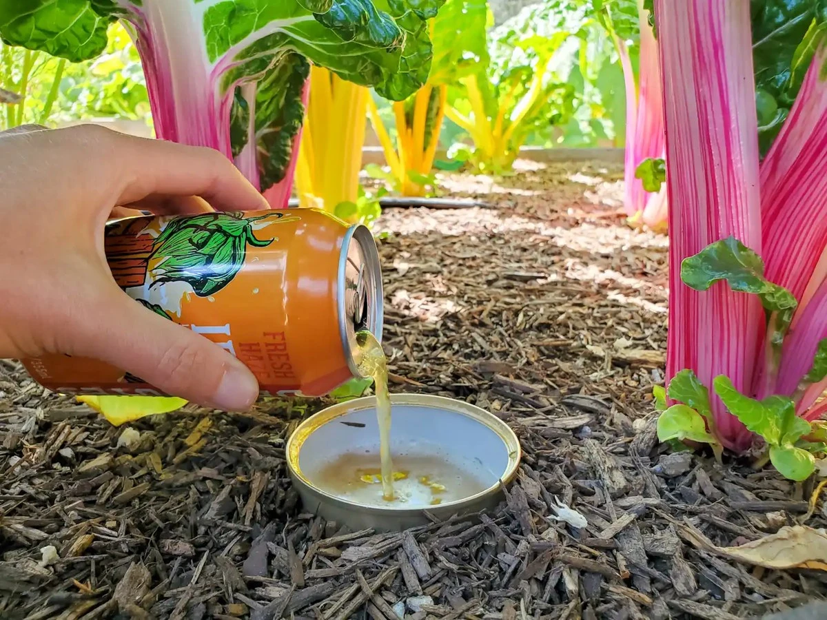 Adiós a las Babosas: el truco de la Cerveza para salvar tu jardín - image 1