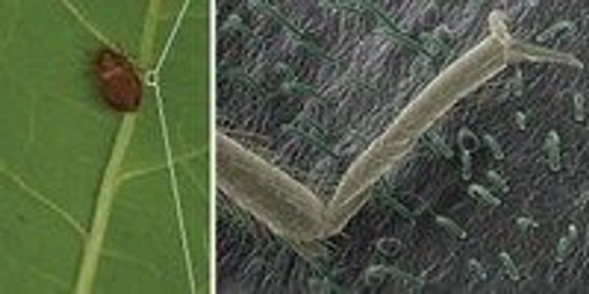 Adiós a las chinches: las 3 plantas que atraen esta plaga a tu casa - image 1