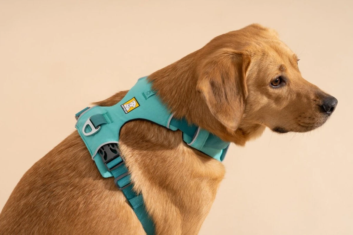 Adiós a las correas al cuello: cada vez más dueños de perros eligen arneses anatómicos más seguros y cómodos - image 1