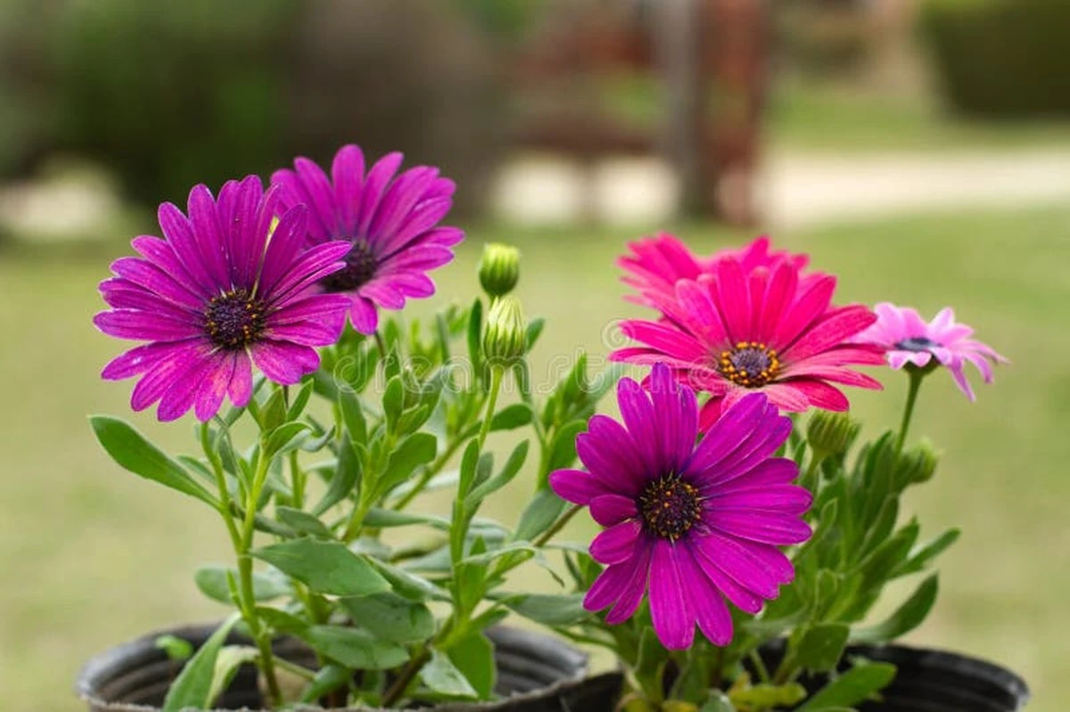 Adiós a las flores marchitas: el secreto de la Dimorphoteca de Sudáfrica - image 1