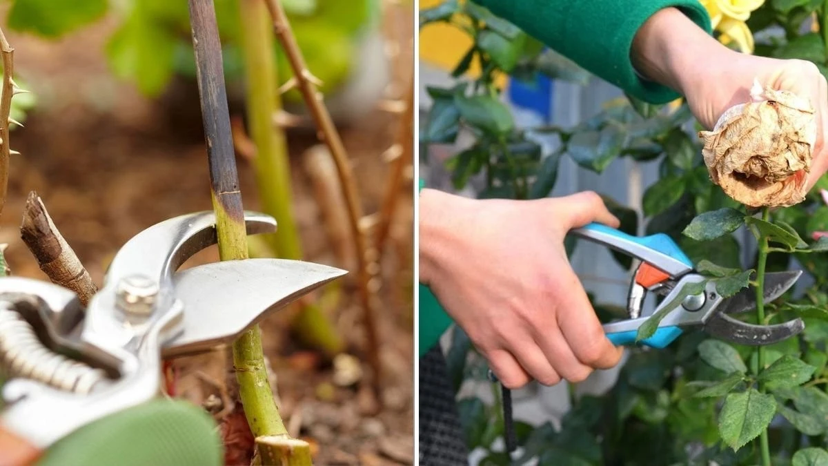Adiós a las flores: 5 plantas y la poda urgente que curará tu jardín en marzo - image 1