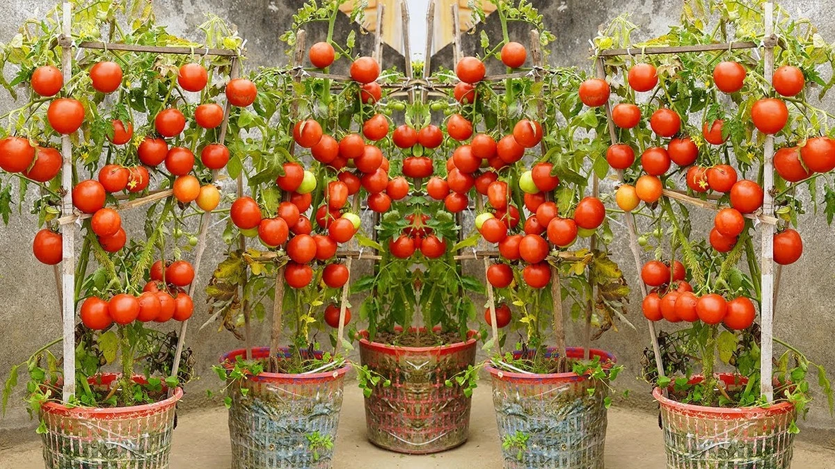 Adiós a las fundas: el truco para salvar tus Plantas y Jardín este marzo - image 1