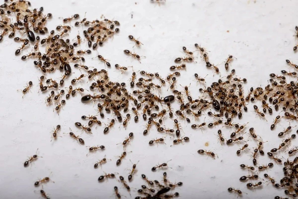 Adiós a las hormigas: El truco infalible con vinagre y canela que los expertos no quieren que sepas - image 1