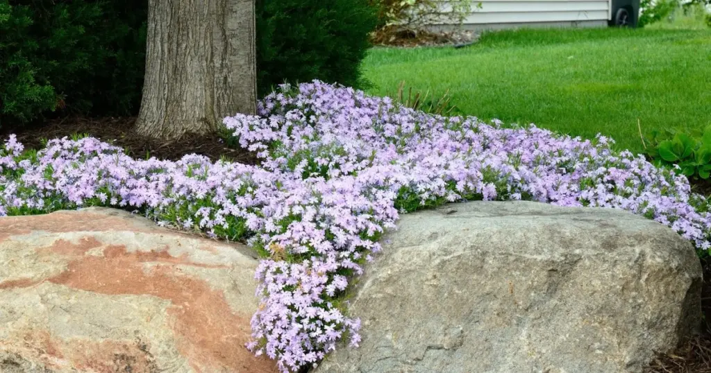 Adiós a las malas hierbas: usa Vinca minor y otras plantas tapizantes